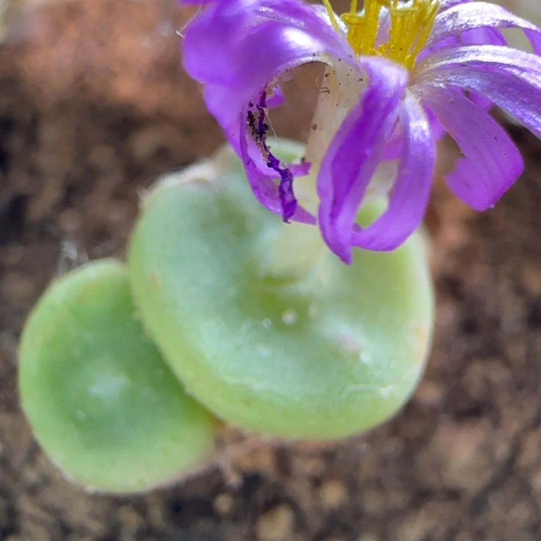 【闪购商品】14220有疤