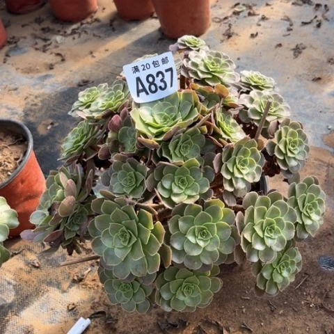 837荷兰玫瑰不包断枝