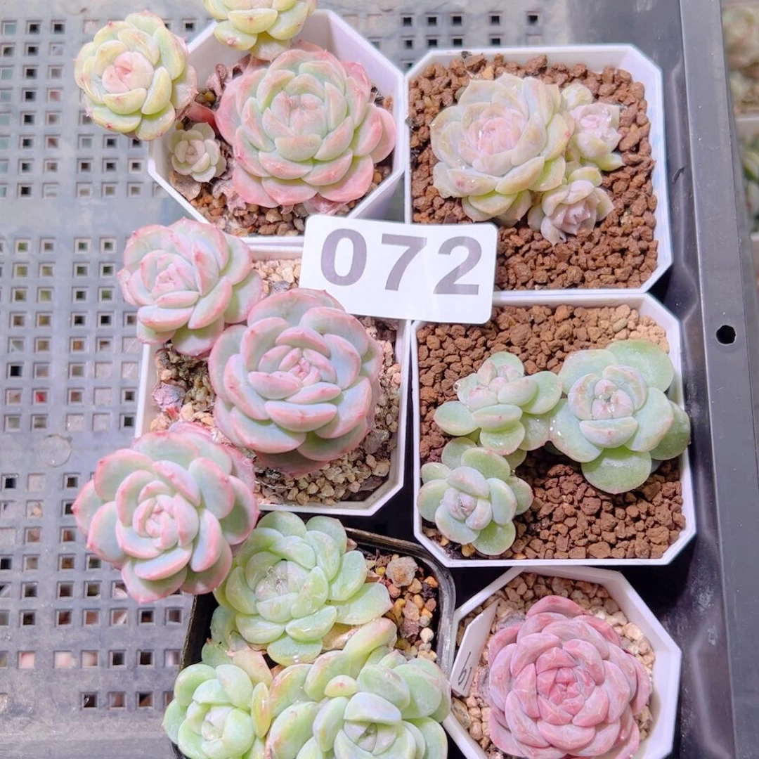 甜拉拉溏心5颗组合