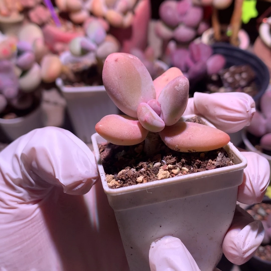 香蕉奶酪多肉，香蕉奶