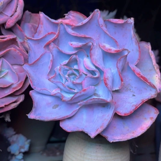 阳**好多肉植物的植物