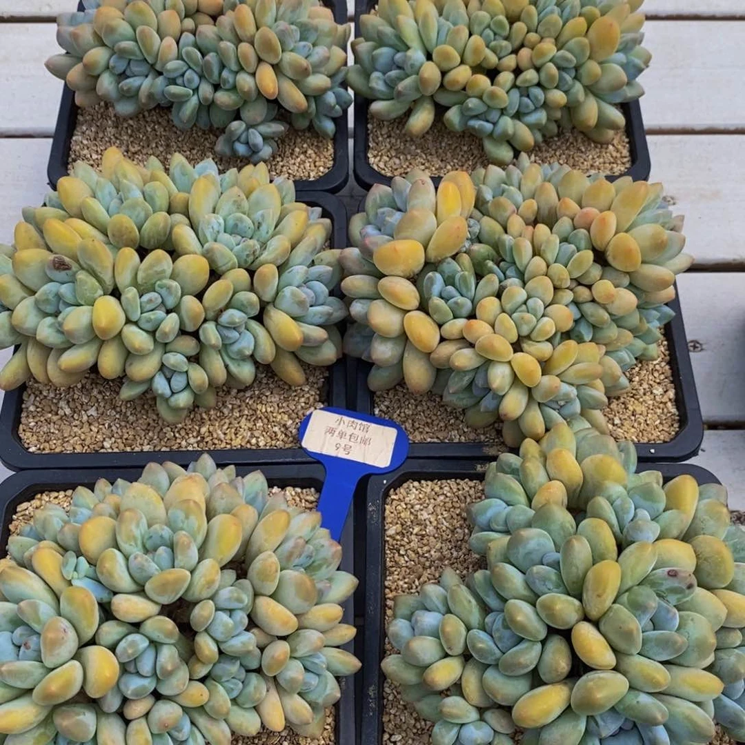 9-精品母本超大奶油香水捧花群一个