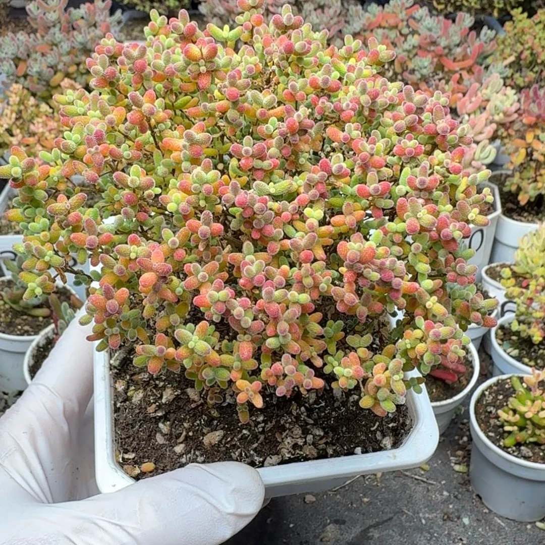 233蜜橘糖球一物一拍