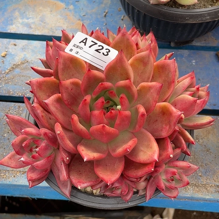 若如东云单拍A723