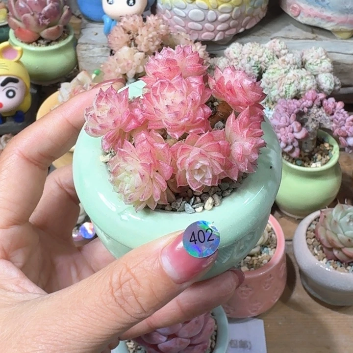 402 多肉含盆土 30元包吃 ➗偏远地区