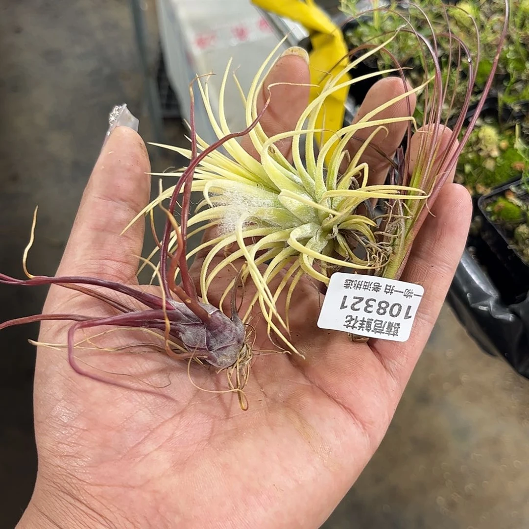 乌*108321一物一拍单头发货有根