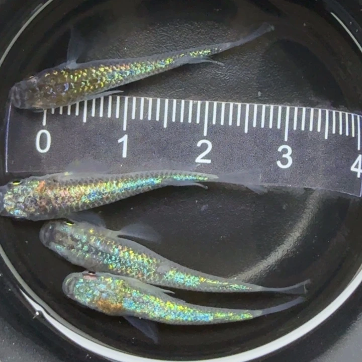 青鳉鱼海王星1号青鳉