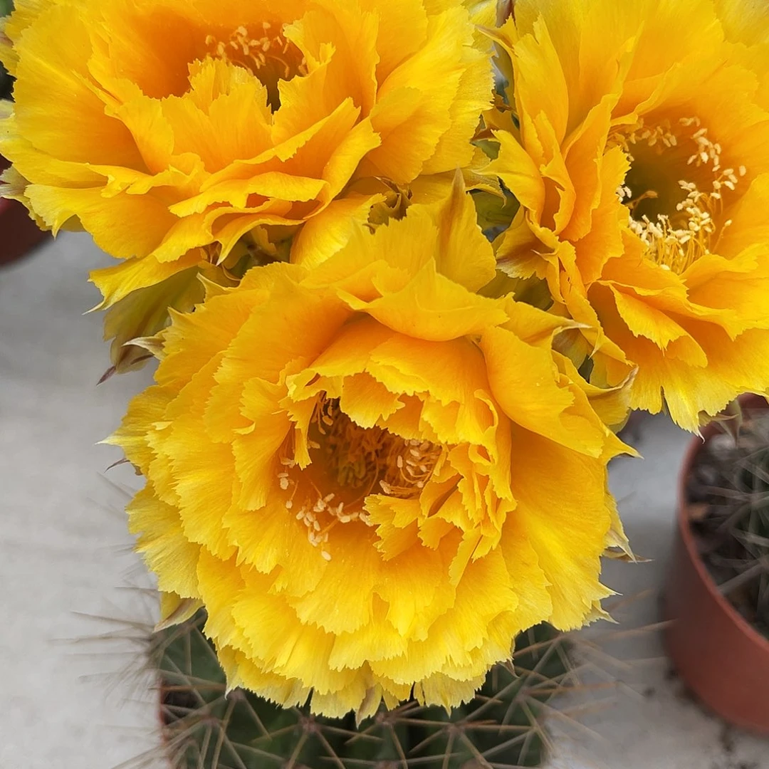 彩草黄羽毛8公分左右