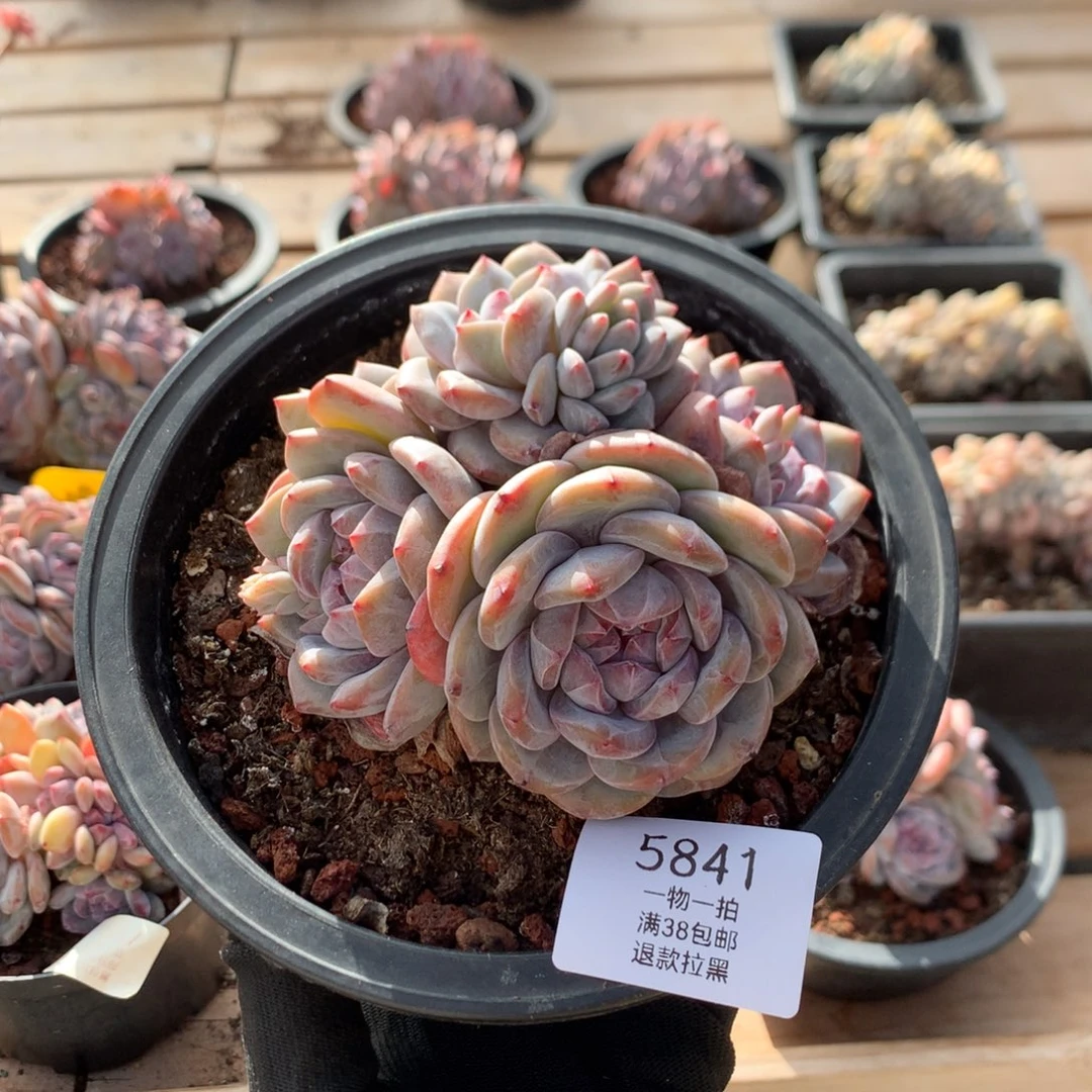 11厘米有砍紫皮石榴籽 5824