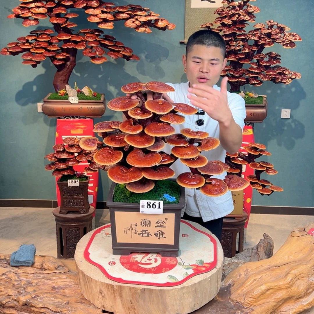 无花朵988888888888