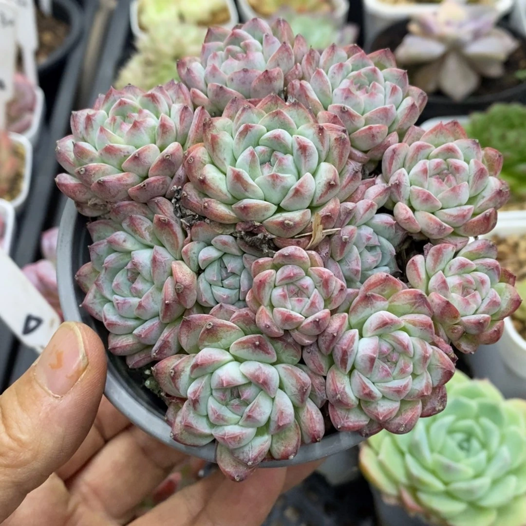 精品多肉一物一拍不包整307