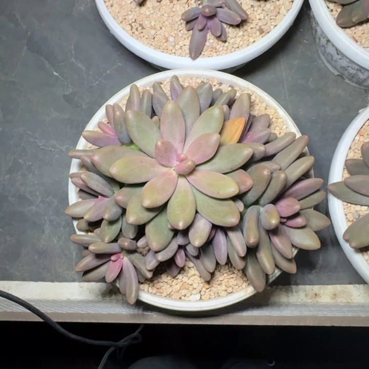 糖果美人 群生 一物一拍