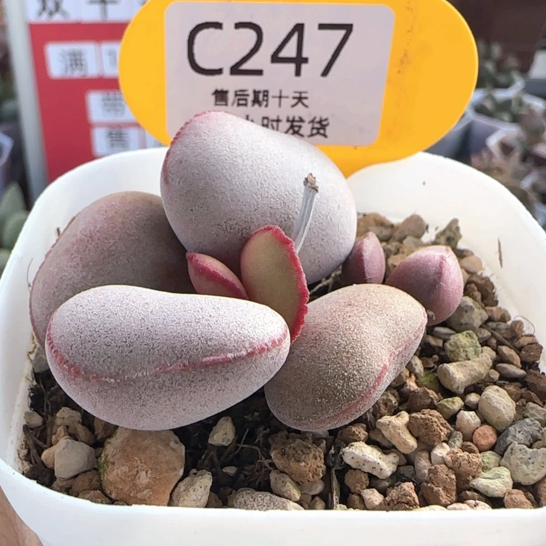 红蛋。    247。