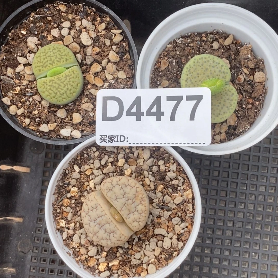 4477 三颗单头生石花