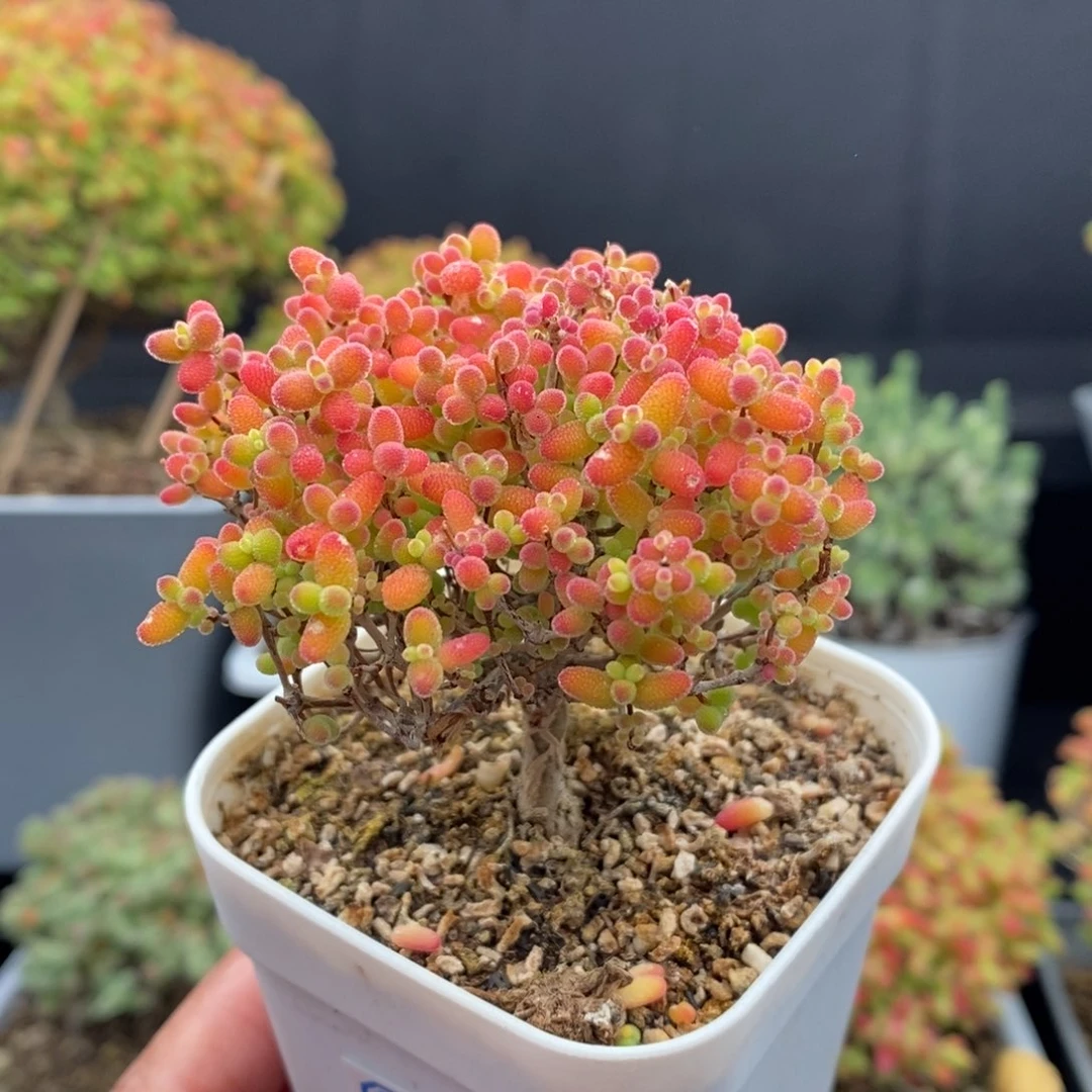 无花朵1号蜜橘糖球（直杆）