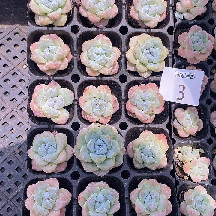 3 微瑕疵不售后多肉植物盆栽花卉