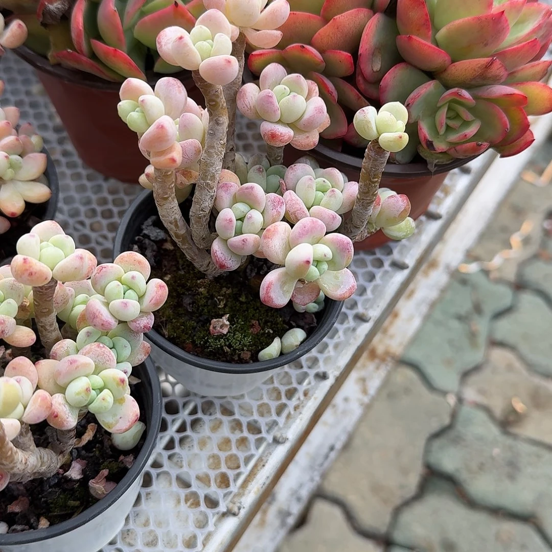 果冻罗琦多肉植物精品