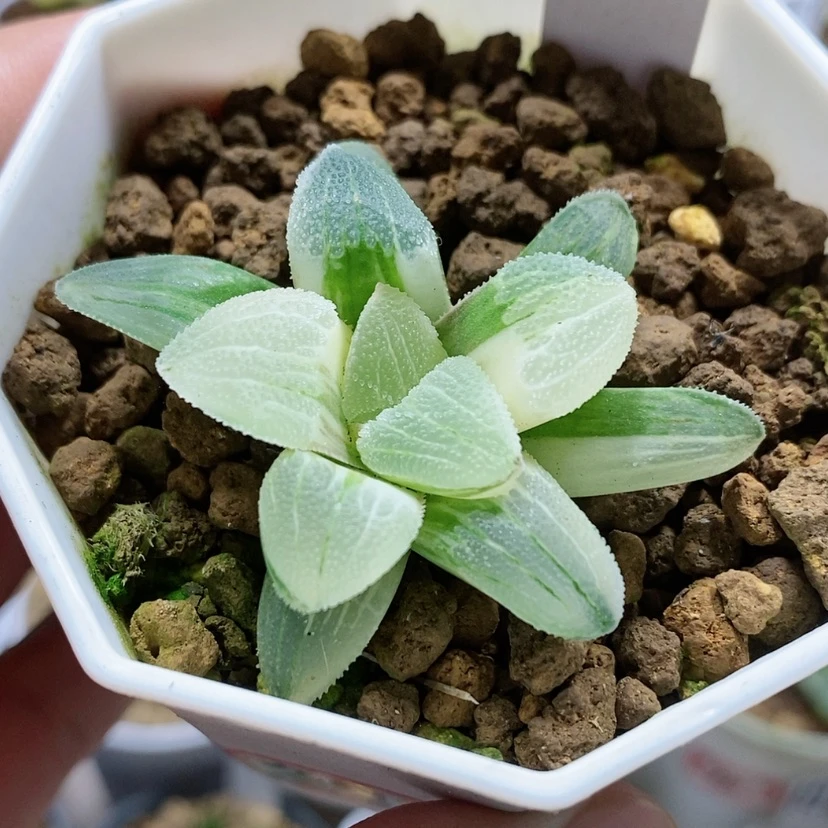 【闪购商品】93糊斑磨面