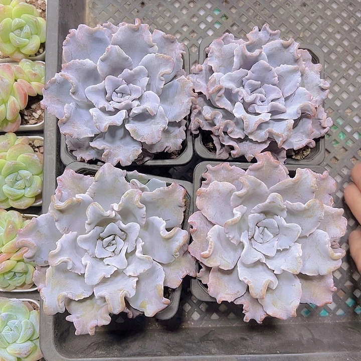 大白饺子19包邮多肉植物
