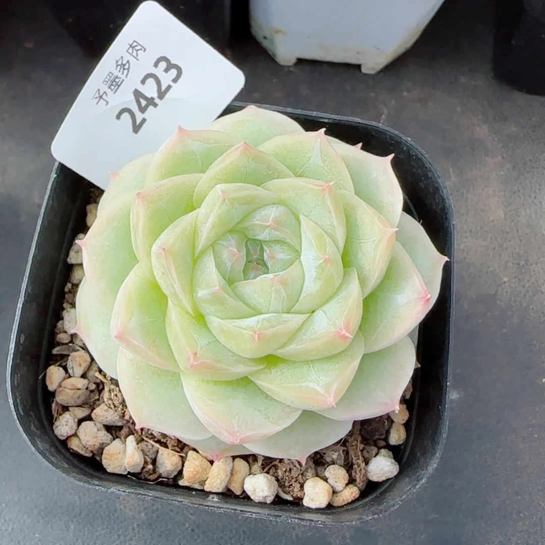 白体，2423多肉植物