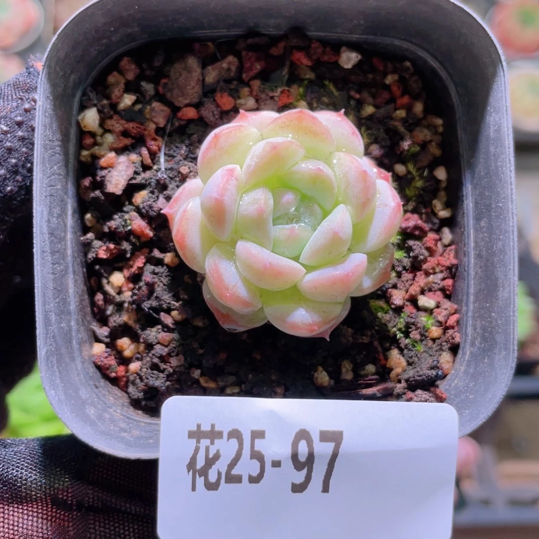 花利美25-97新品单头