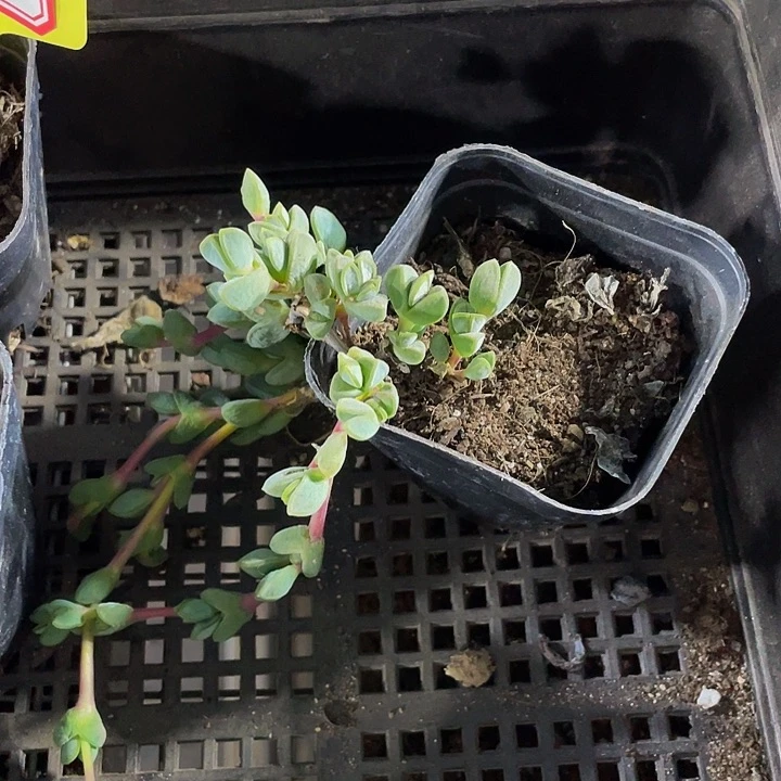 碧玉莲2.8带盆土发