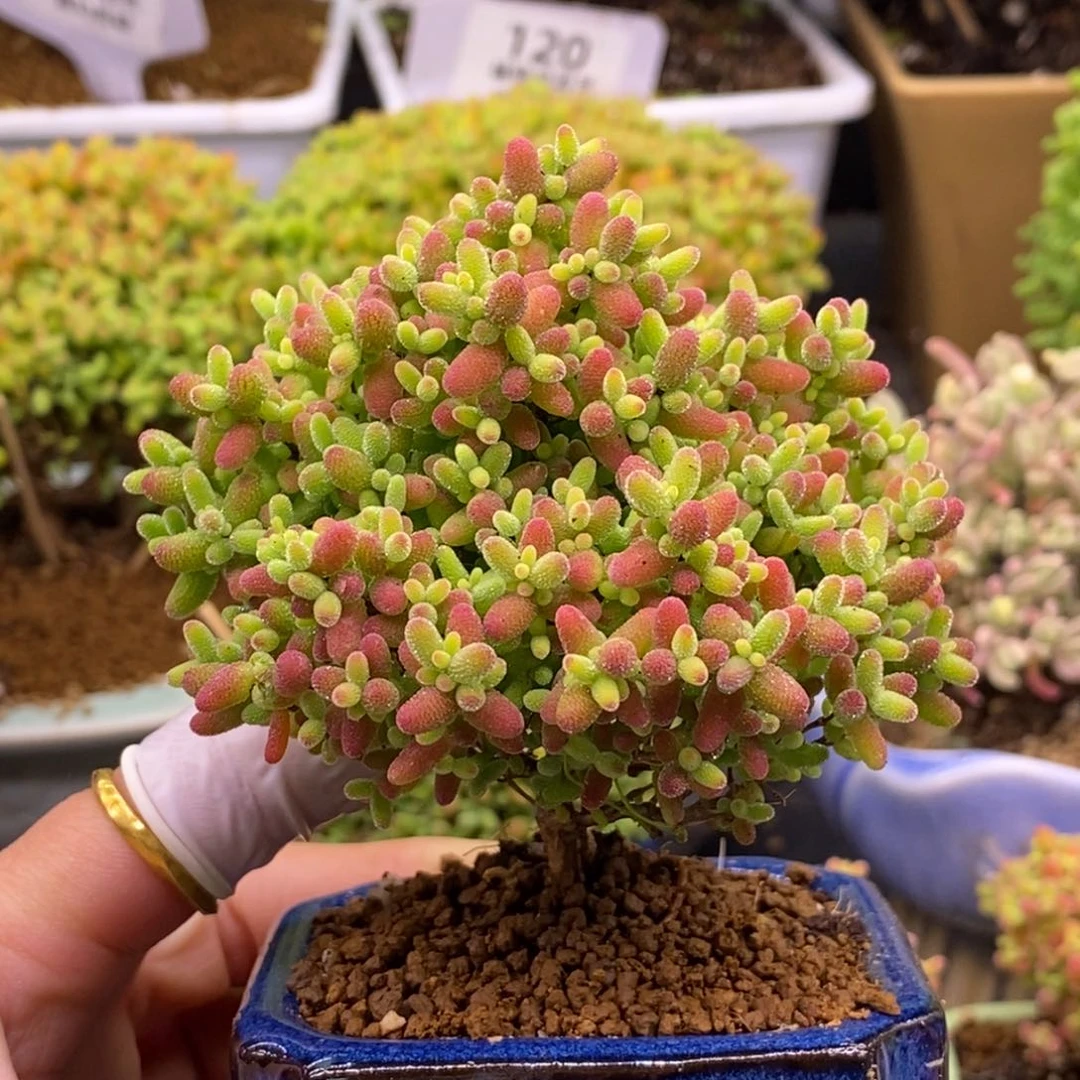 53圣诞树蜜橘（带盆）。