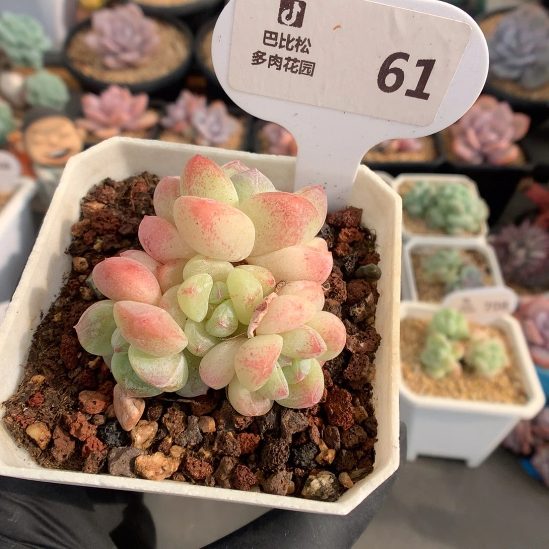 61 粉透冰玉多肉多肉