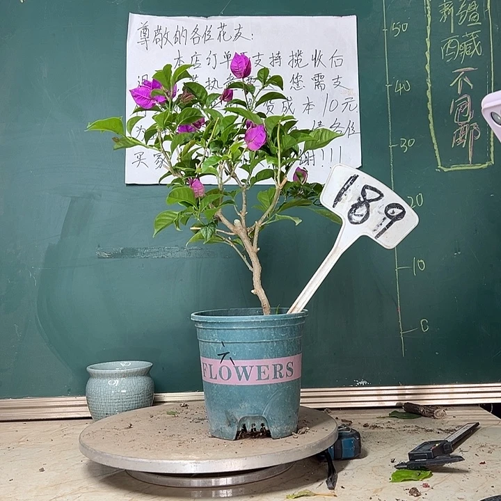 当前无花栽培后可以开花六翼天使189