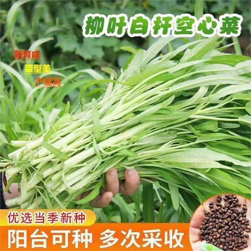 青梗柳叶空心菜种子青菜种籽竹叶空心菜籽春季四季水生盆栽蔬菜籽