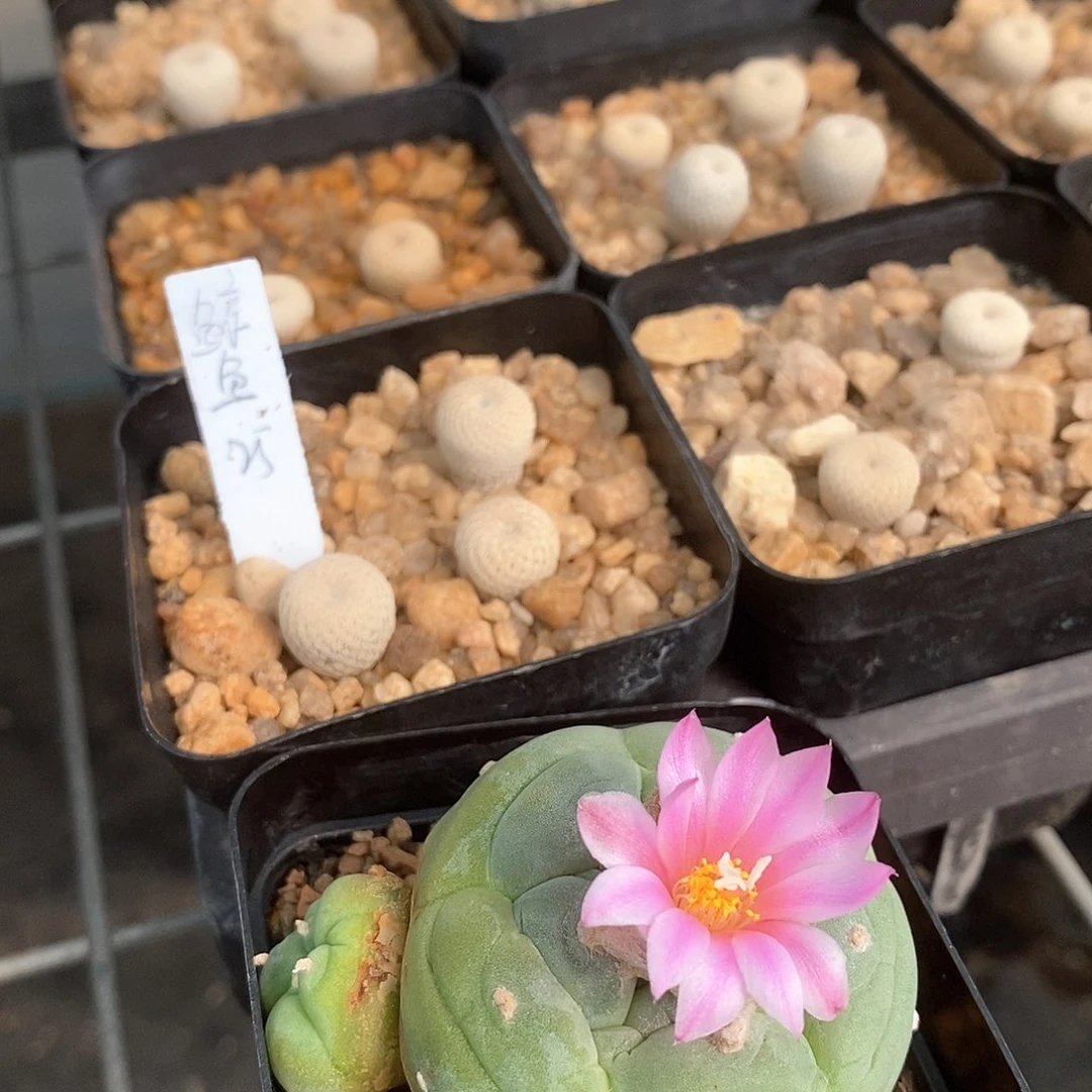 鲸*Z土土土花花花花花花花花