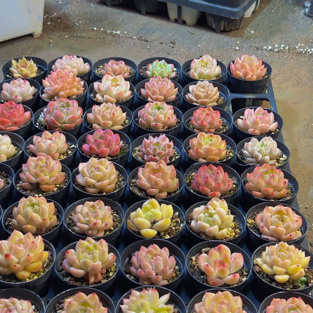 134多肉植物和植物在