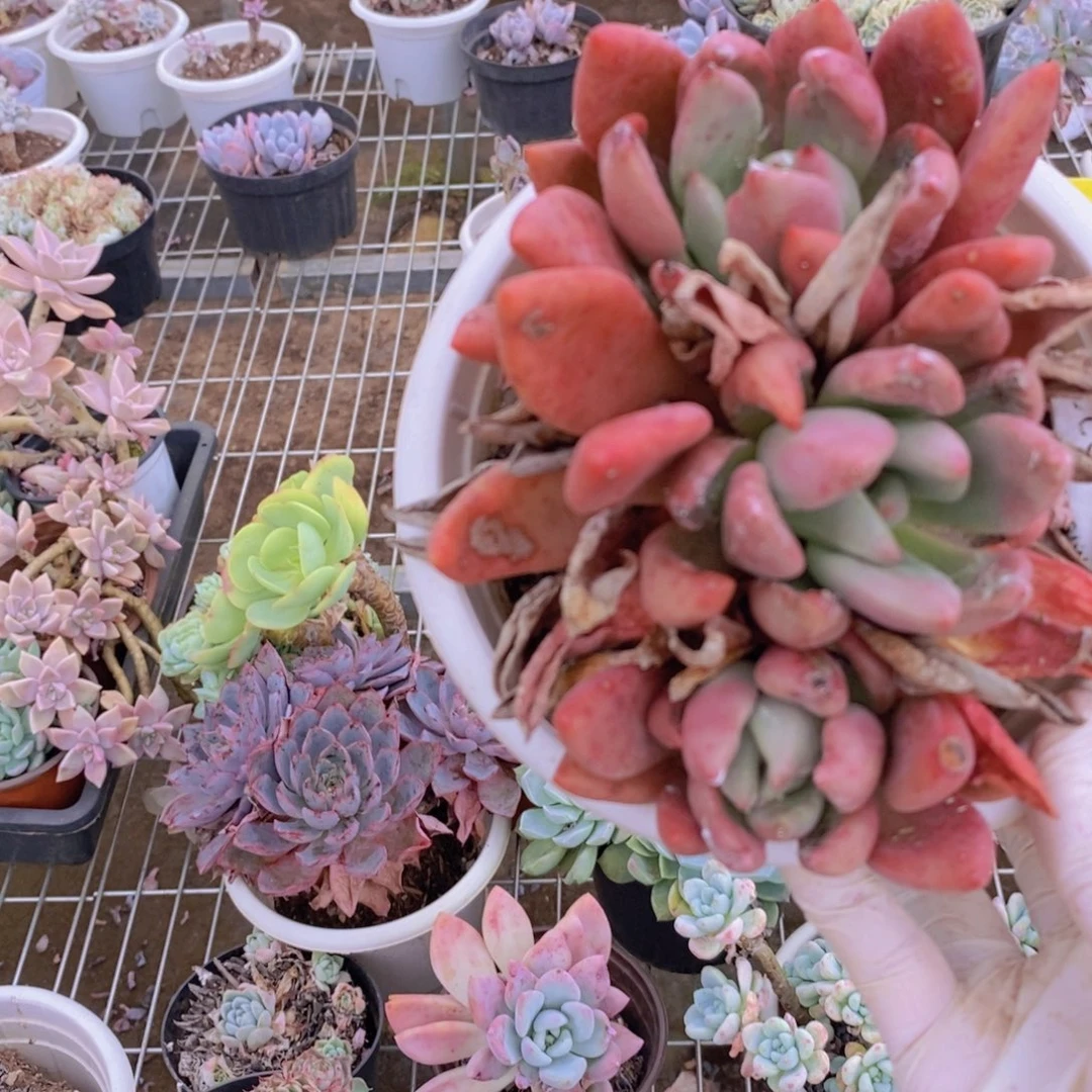 8293桃花源一物一拍