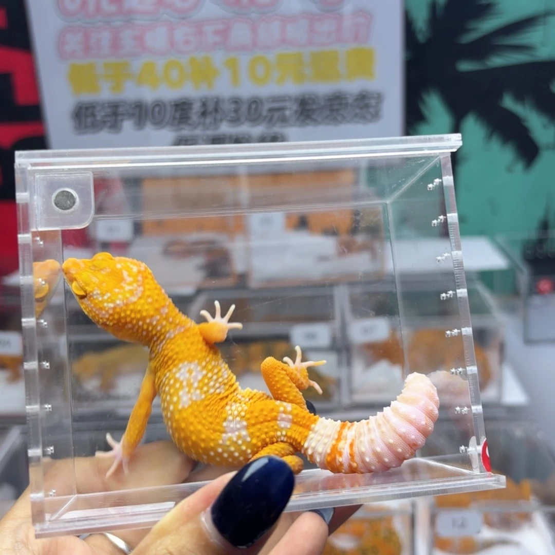 豹纹守宫超级橘白母温P20