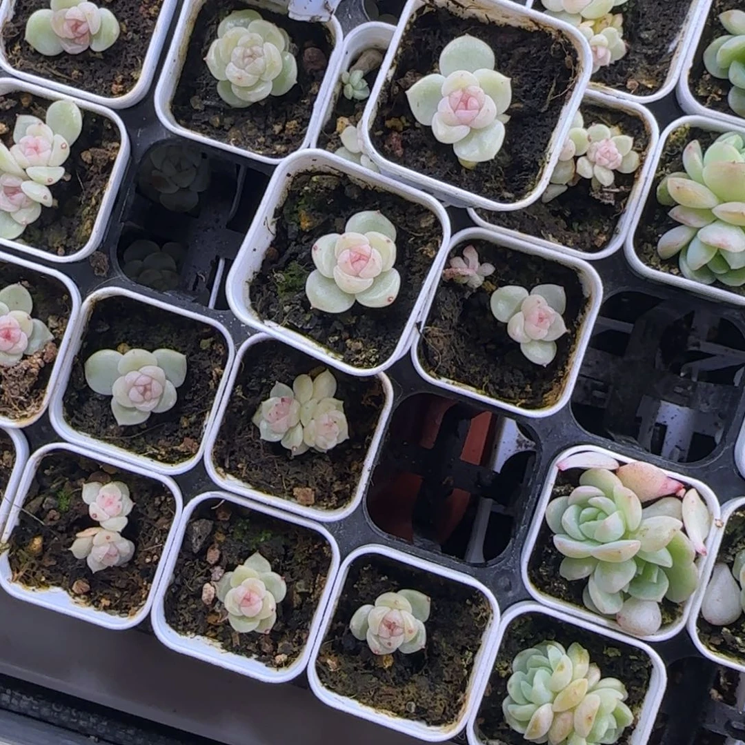 M***u财富22单头盆新床1个满25包邮