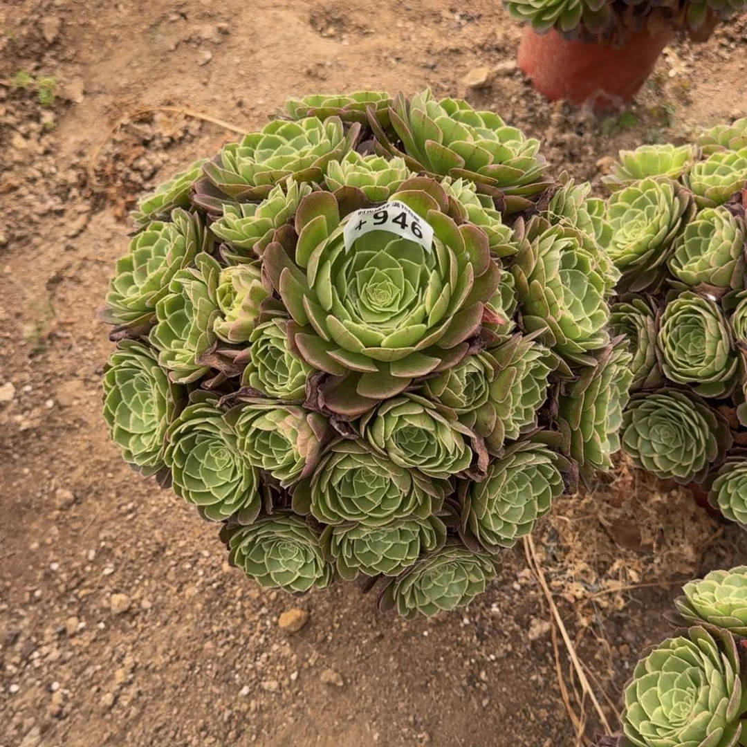 y***8946青樱寄养到秋多肉