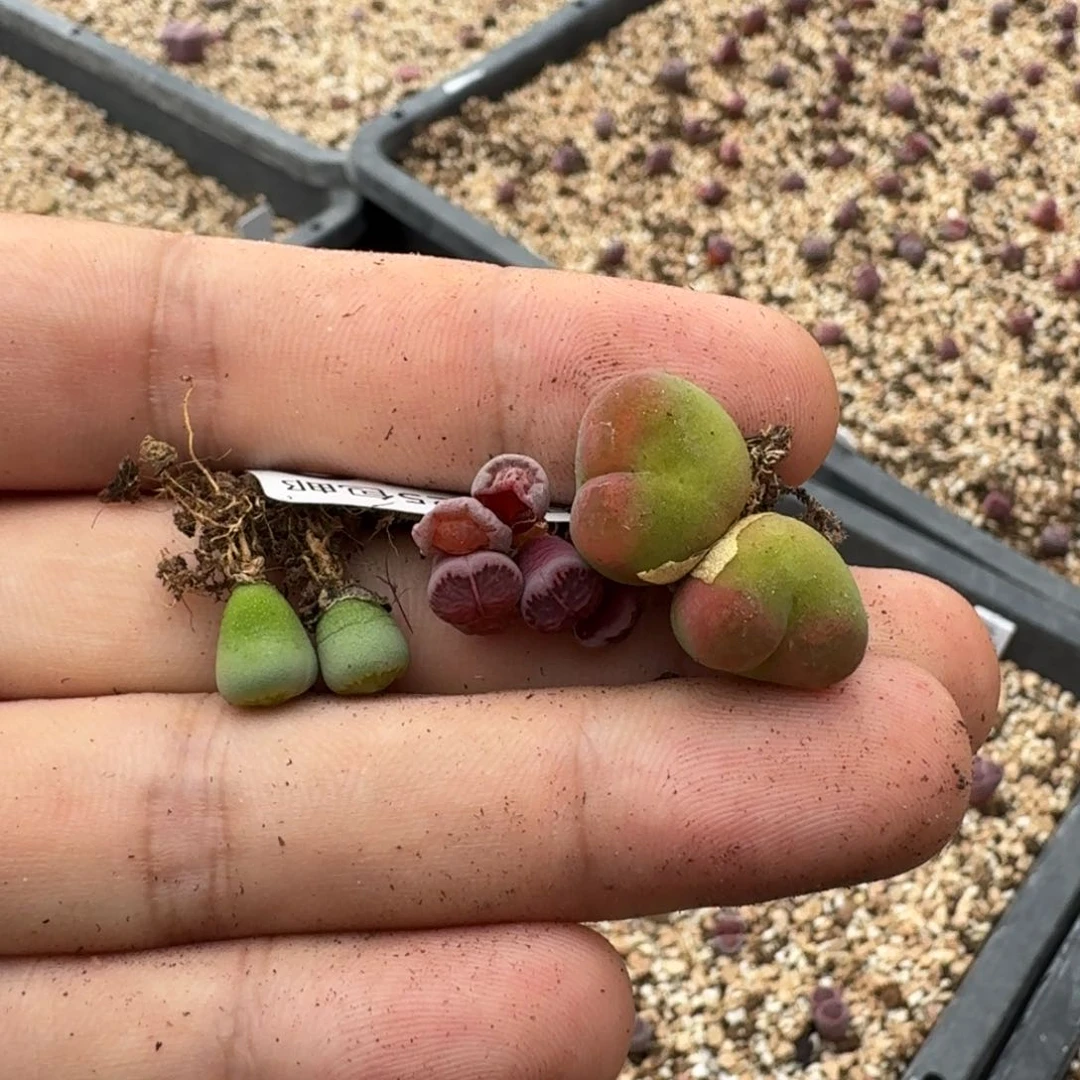 我***啊G379绿菊紫菊毛汗尼