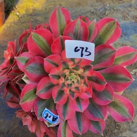 粉女巫多肉植物673多肉