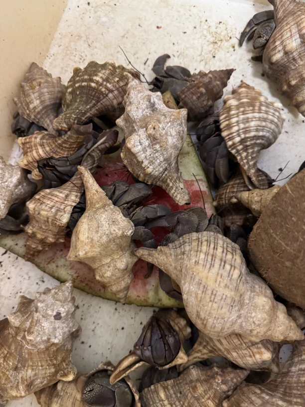 巨无霸短腕一斤批发海螺