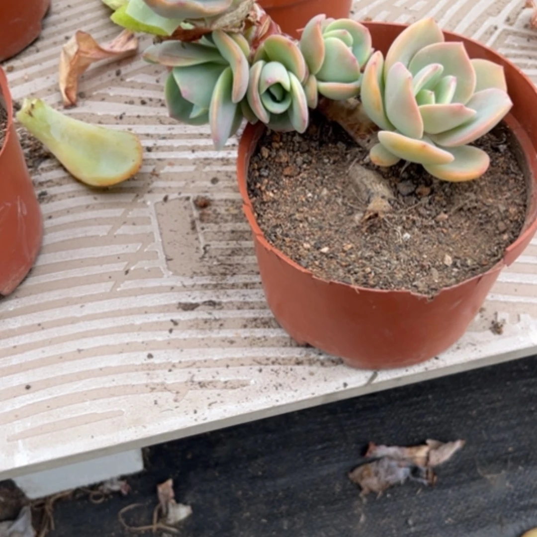 【闪购商品】大*儿白凤