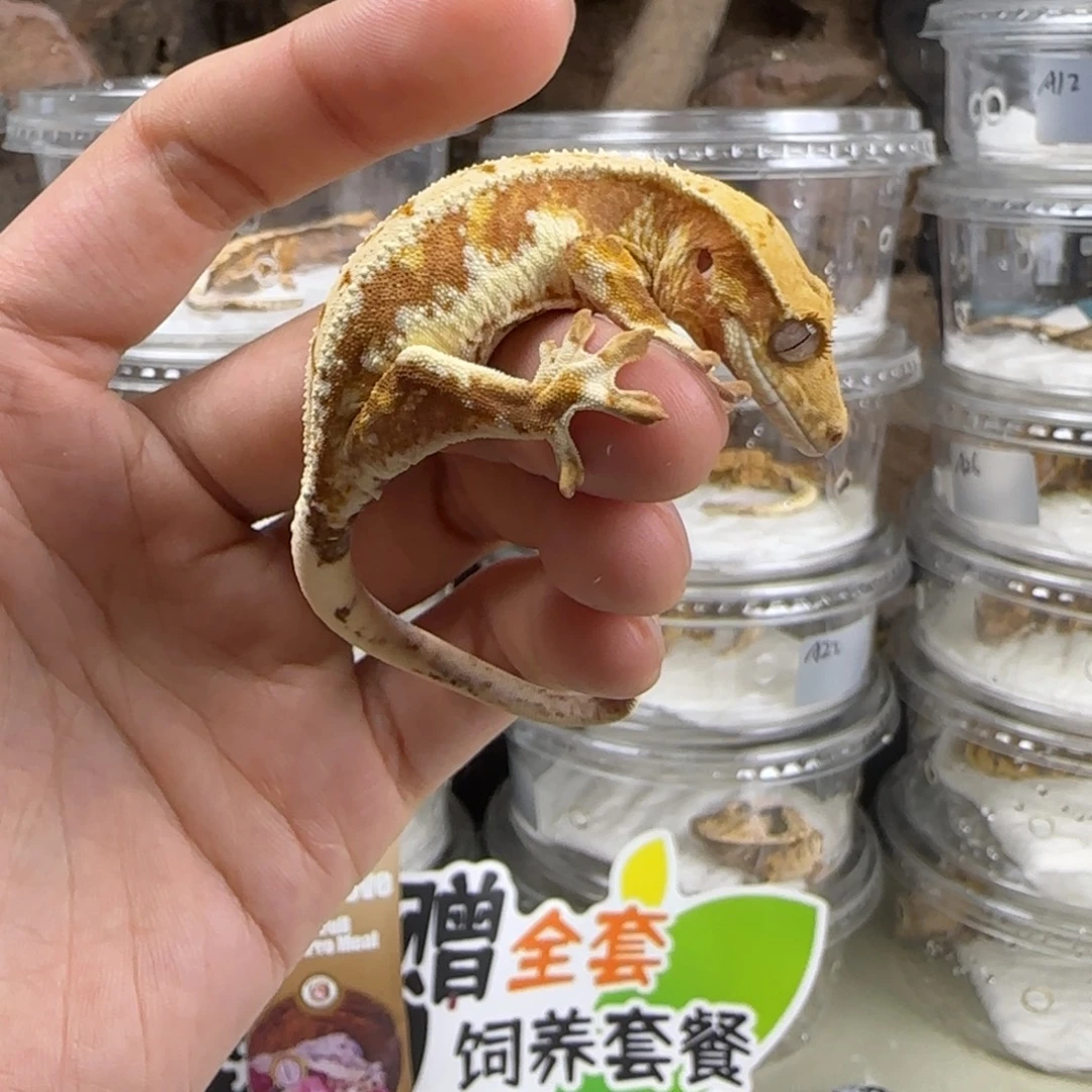 星***海睫角守宫红底莉莉