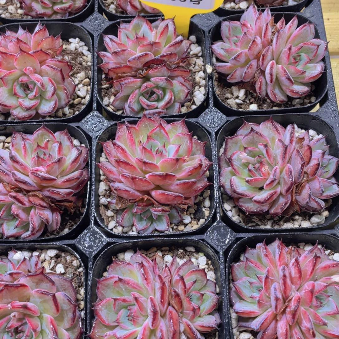 1393号 紫苏全状态双头一个