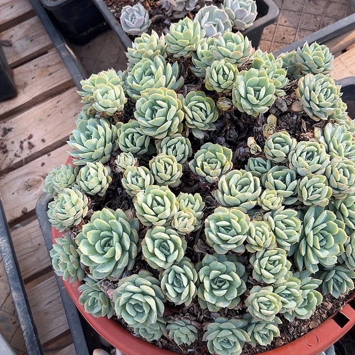 ￴****￴多肉植物实物629