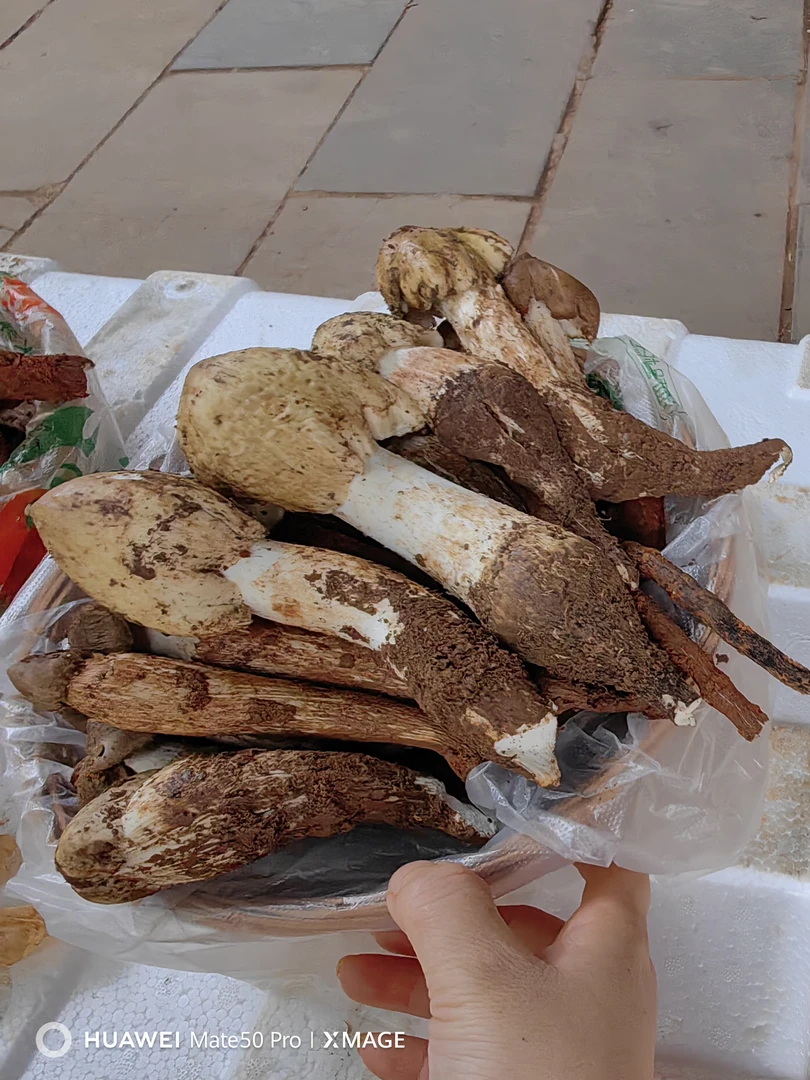 鸡枞菌新鲜鸡枞菌四川野生菌特产顺丰空运未开伞新鲜菌子