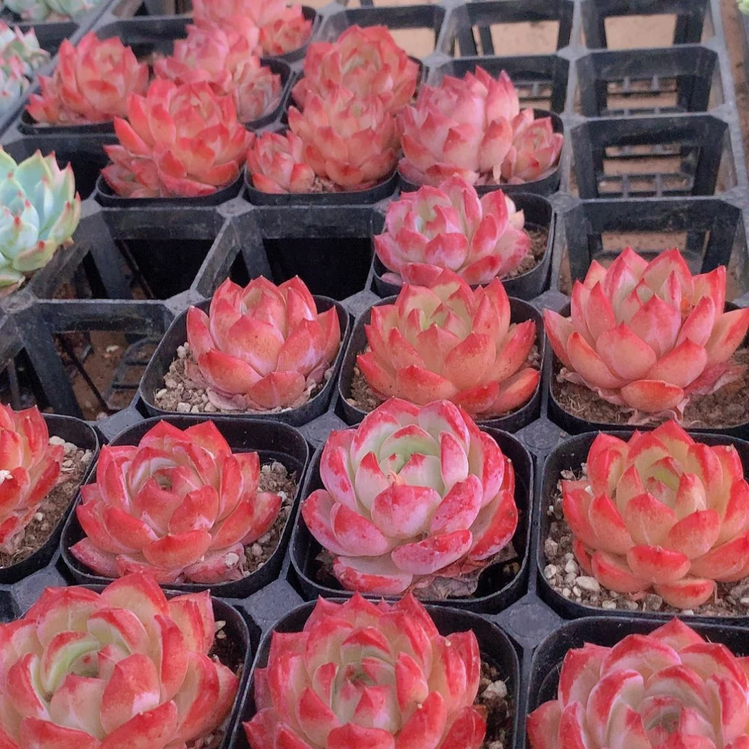 夜魔侠2356788999000