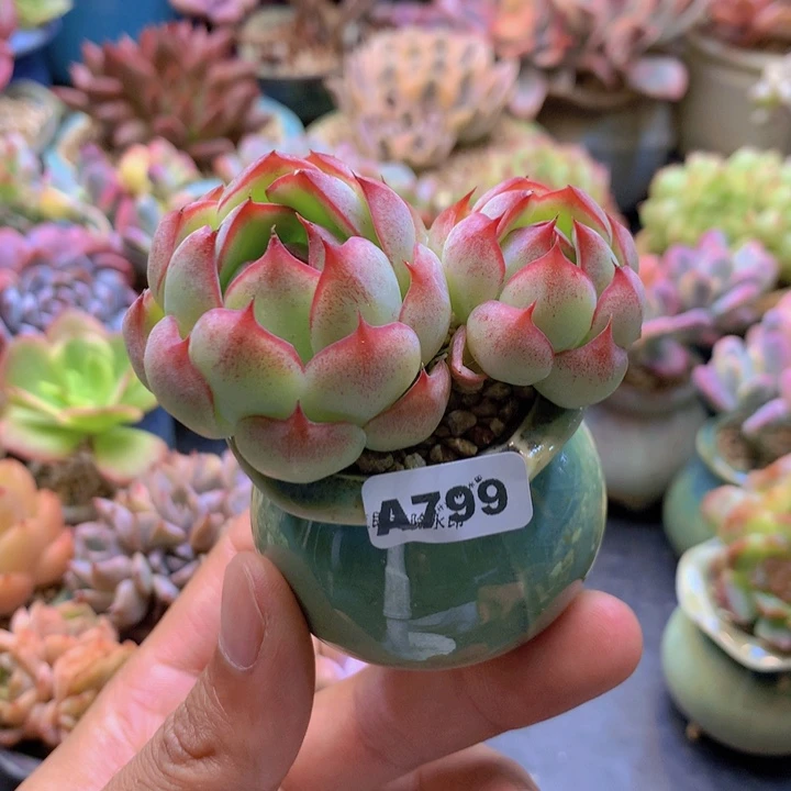 一物一拍含盆土满38包邮A799