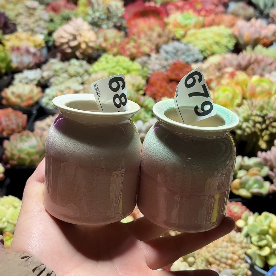 *****景德镇多肉花盆683+679