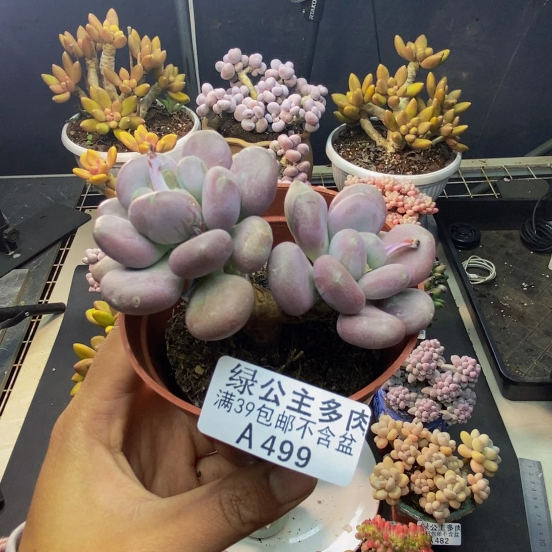 499月美人多肉有砍