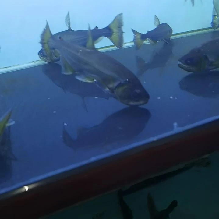 海水鱼练手巨爆直选