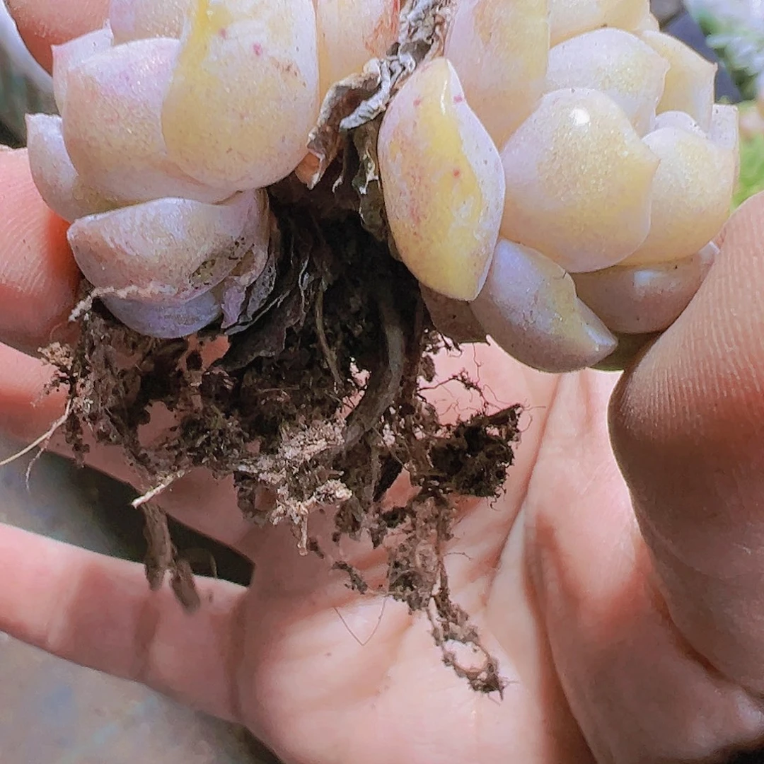 纯情多肉植物19包邮